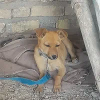 سگ پا کوتاه|سگ|بجنورد, |دیوار