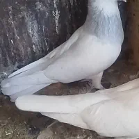 طوق آبی کاشمر