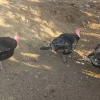 قه لی طبیعی