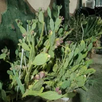کاکتوس