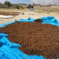 کشمش انگور بی دانه