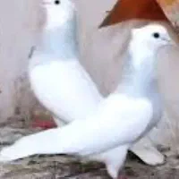 طوقی آبی،مشکی،سرخ،زرد،سرورکفترپرشی