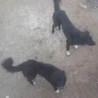سگ گله|سگ|قاهان, |دیوار