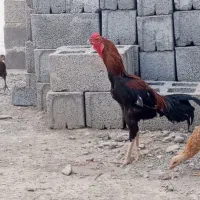 خروس لاری ترک