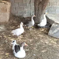 غاز