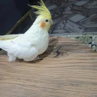 چهار عدد عروس هلندی سخنگو و بانمک|پرنده|مشهد, شهید احمدی روشن|دیوار