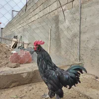خروس مرندی‌‌‌ خروس سلطان و خروس محلی
