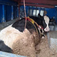 خریدوفروش .گاو.گوساله.تلیسه.افتاده وسالم