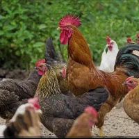 مرغ محلی . مرغ