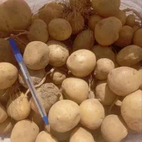 سانتا ۴۰۲ منشا بذر معتبر