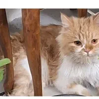 گربه
