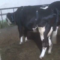 گاو شیری جوان با گوساله ماده سمینتال
