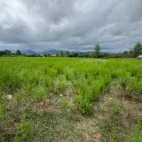 یک هکتار زمین/مناسب برای باشگاه سوارکاری|فروش زمین و ملک کلنگی|رضوانشهر, |دیوار