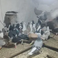 ۴۰تا کفتر پرشی زدوخوردی|پرنده|آبگرم, |دیوار