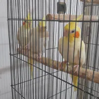 فروش عروس هلندی