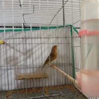 ماده قناری اماده|حیوانات مزرعه|سوسنگرد, |دیوار