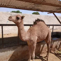 دونفر شتر  درجه یک درشت شیر خورده