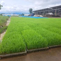 نشا سینی برنج