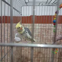 تازه خریدم از دستم در رفت گمشده