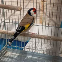 جوجه سهره مست