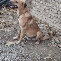 سگ سرابی|سگ|خرم‌آباد, |دیوار