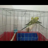 ی جفت مرغ عشق با قفس