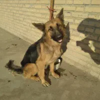 سگ ژرمن گمشده|حیوانات|کهریزک, |دیوار