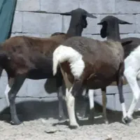 میش سه عدد  ابستن مایه