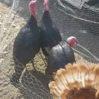 ۶عدد‌دوسال‌محلی|حیوانات مزرعه|بوکان, |دیوار