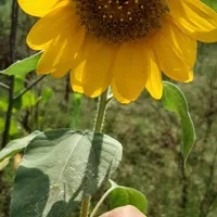 استخاره