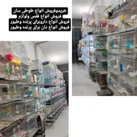خریدوفروش انواع پرنده وکبوتروقفس ولوازم ودان ودارو|پرنده|آمل, |دیوار