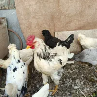 خروس گلین