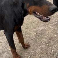 دوبرمن نر اروپایی اورجینال