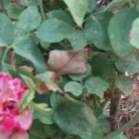 منزل اجاره ای اشکذرفیروزآبادشبانه روزی نفر شبی ۵۰۰