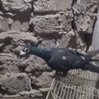 کبوتر کاریر|پرنده|مشهد, تبادکان|دیوار