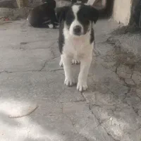 سگ ماده و نر