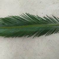 برگ سیکاس