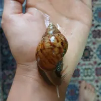 حلزون ۵تومن