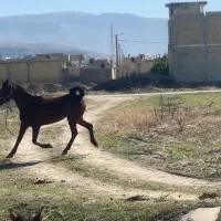 اسب مادیان کرد|اسب و تجهیزات اسب‌سواری|مرودشت, تامین اجتماعی‎|دیوار