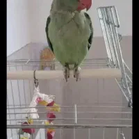 شاه طوطی اسینم هرچند دانه بیت تا ۹مایون