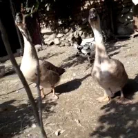 قوغاز ،در حال جفتگیری