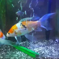 ماهی کویی سوپر باله