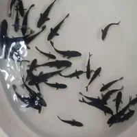 ماهی کوی مشکی