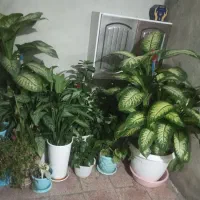 گل خانگی|گل و گیاه طبیعی|خاوه, |دیوار