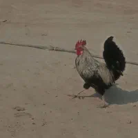 خروس برای فروش