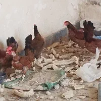 مرغ وخروس محلی اصل