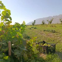 زمین کشاورزی راین