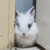 بچه خرگوش لوپ|موش و خرگوش|تهران, جیحون|دیوار