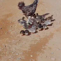 تخم مرغ نطفه دار نژاد گلین پنگوئنی (اصیل)|حیوانات مزرعه|سیرجان, |دیوار