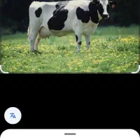 فروش شیر گاو